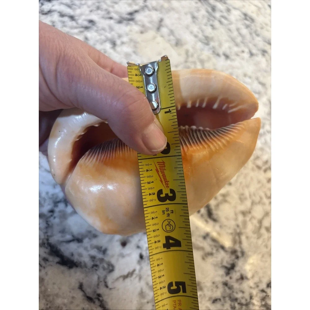 Natural Bullmouth Helmet Bull's Mouth Conch Shell Cypraecassis Rufa Tank‎ Decor